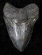 Top Quality Megalodon Tooth - Razor Sharp #19458-1